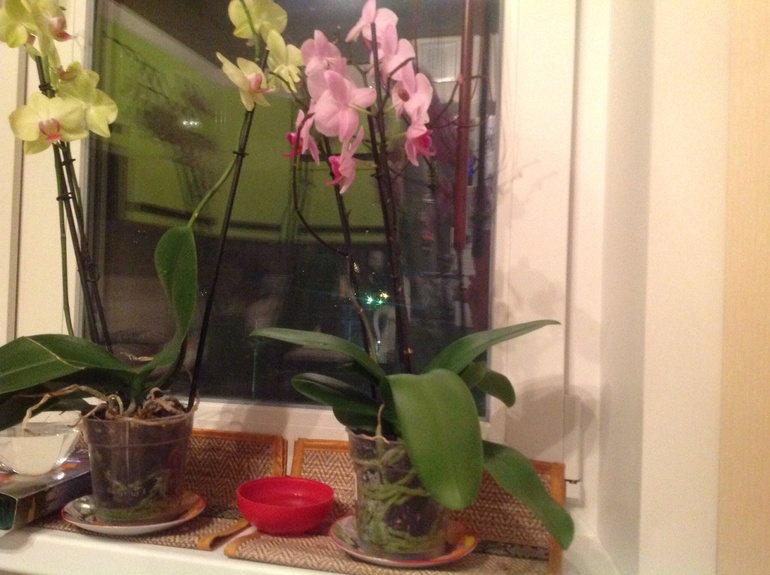Девчонки, подскажите как пересадить правильно(!) орхидейки!