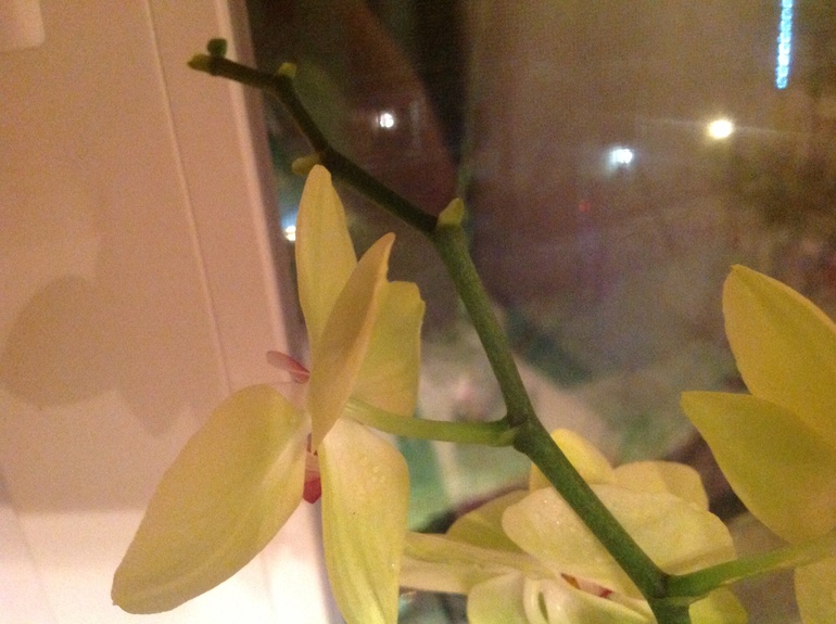 Девчонки, подскажите как пересадить правильно(!) орхидейки!