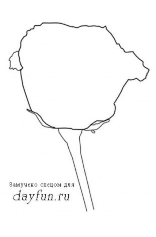 Как нарисовать розу?