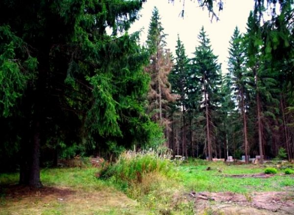 Продажа элитных участков в Репино В поселке Репино на продажу выставлено более 10 земельных объектов.