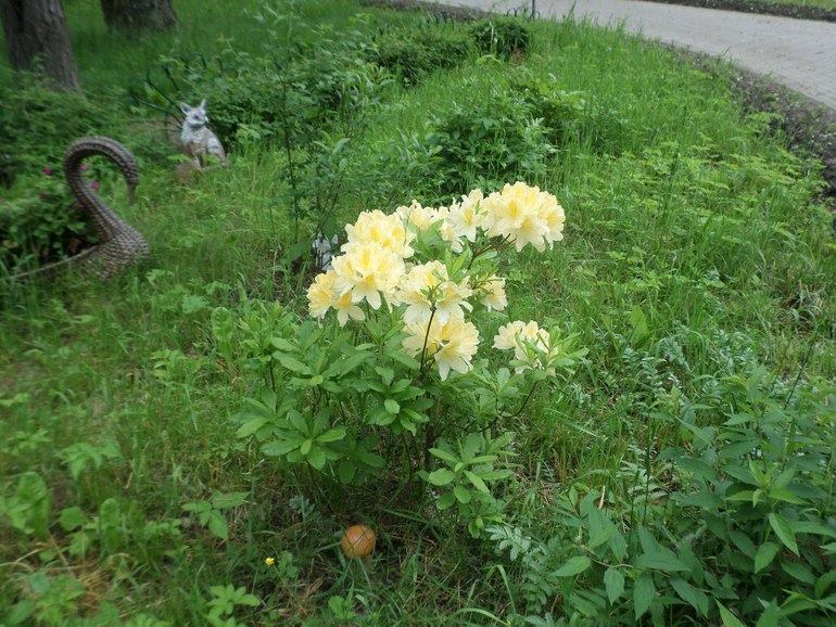 подскажите название этого растения)