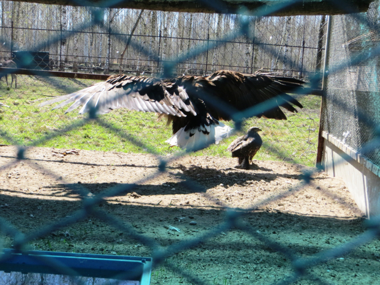 Поездка в частный зоопарк в г. Раменское