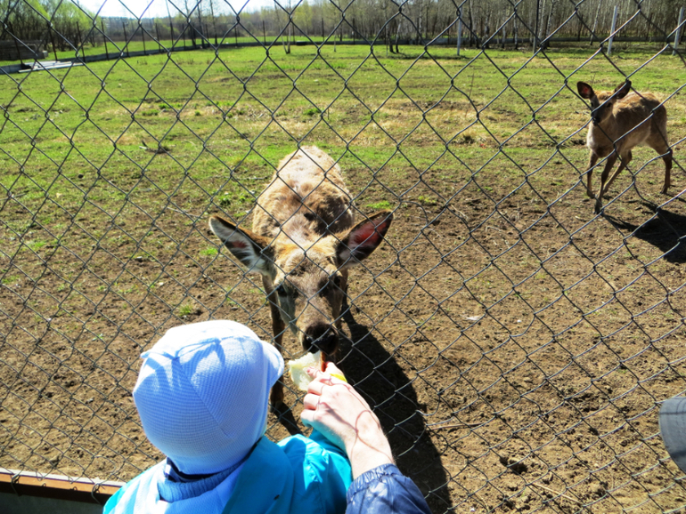 Поездка в частный зоопарк в г. Раменское