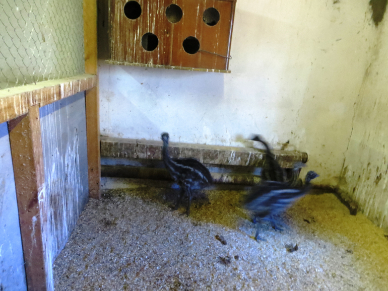 Поездка в частный зоопарк в г. Раменское