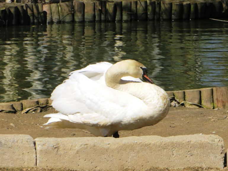 Поездка в частный зоопарк в г. Раменское