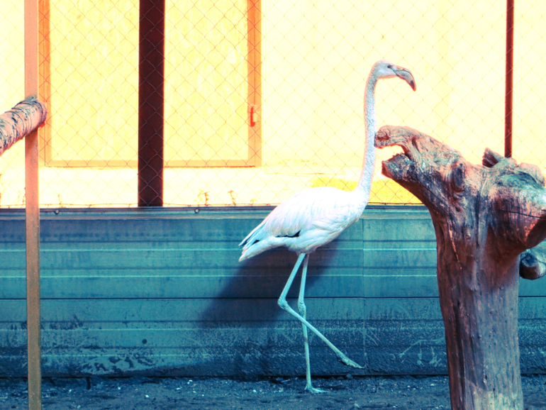 Поездка в частный зоопарк в г. Раменское