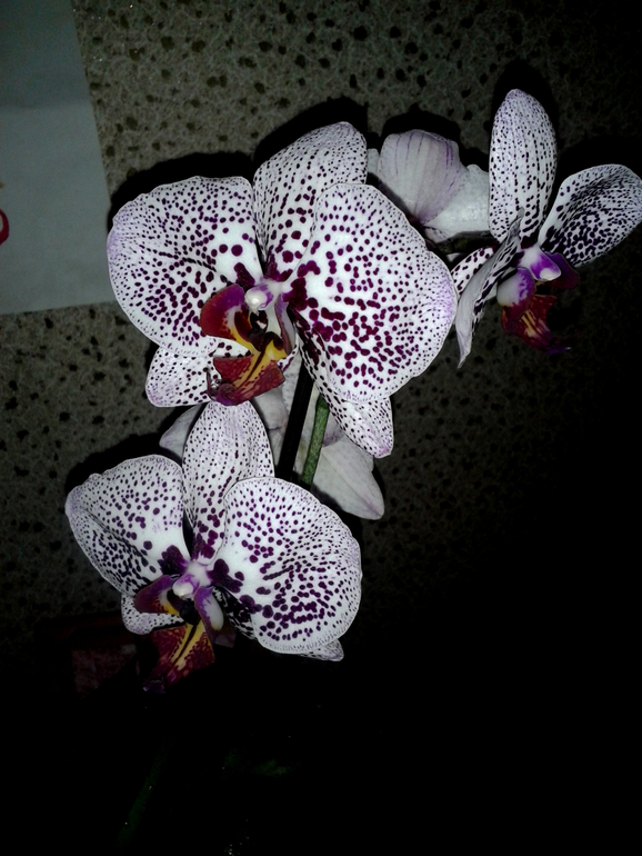 Орхидеус-обыкновенус)))