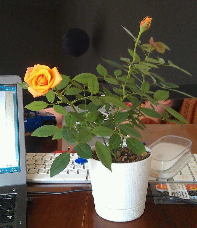 Миниатюрная красотуля)))