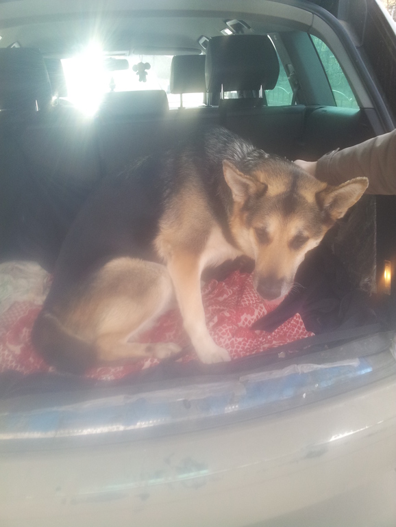 Восточно-Европкйская овчарка, отнялись лапы ПРОДОЛЖЕНИЕ