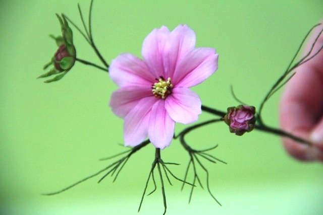 Отчет, о прошедшем курсе по сахарной флористике от  Виктории Кулбжевой