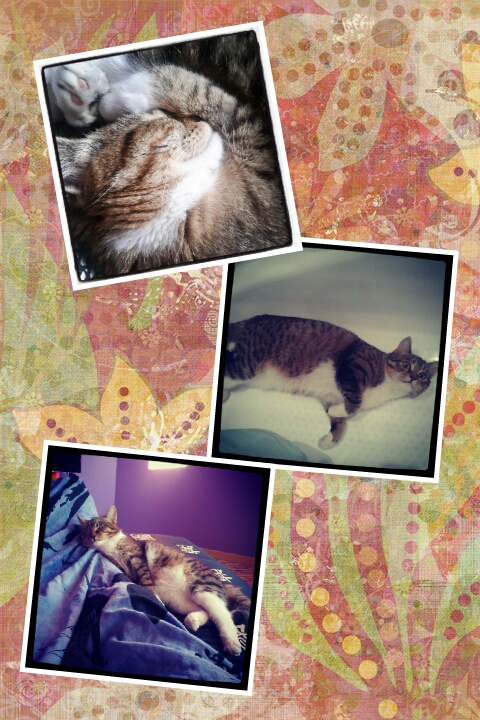 Маруся - пока еще просто кошка!