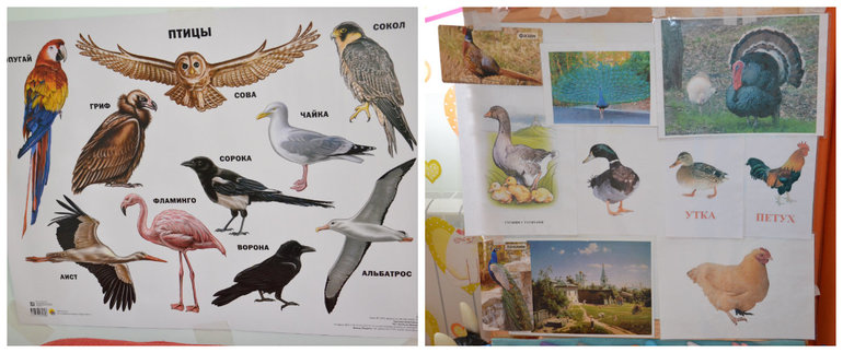 ТН Птицы. Домашние.