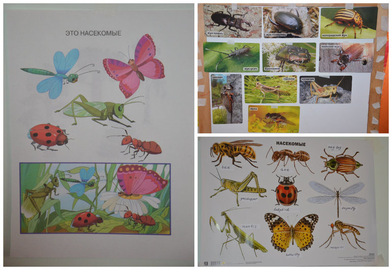ТН Насекомые. Муха, жуки, кузнечик.