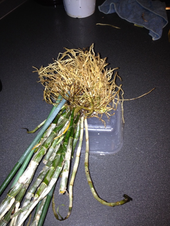 Помогите спасти мои цветочки!!!!!