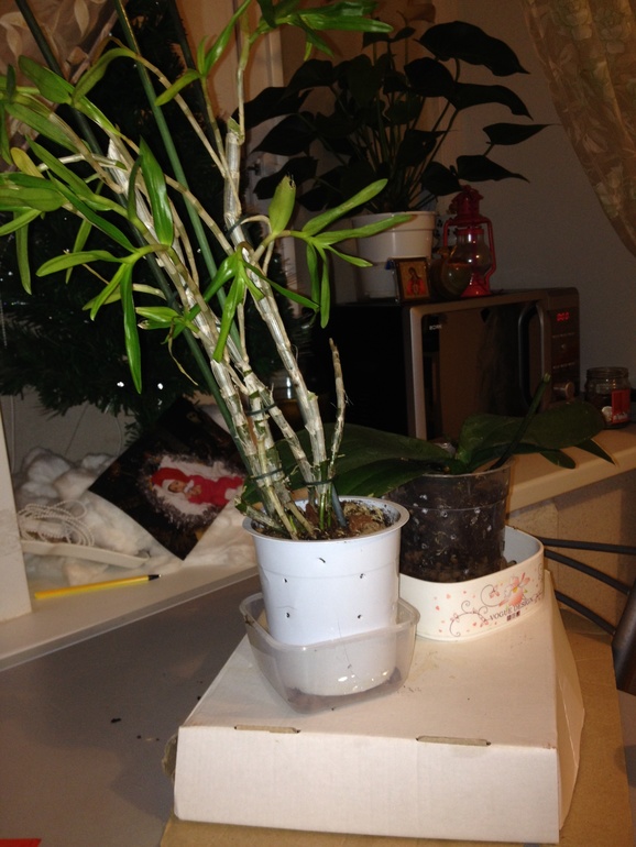 Помогите спасти мои цветочки!!!!!