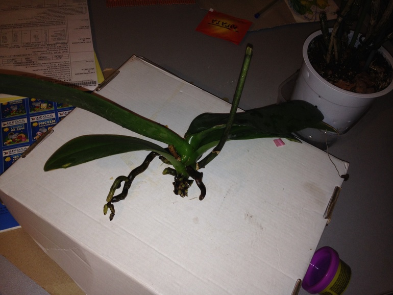 Помогите спасти мои цветочки!!!!!