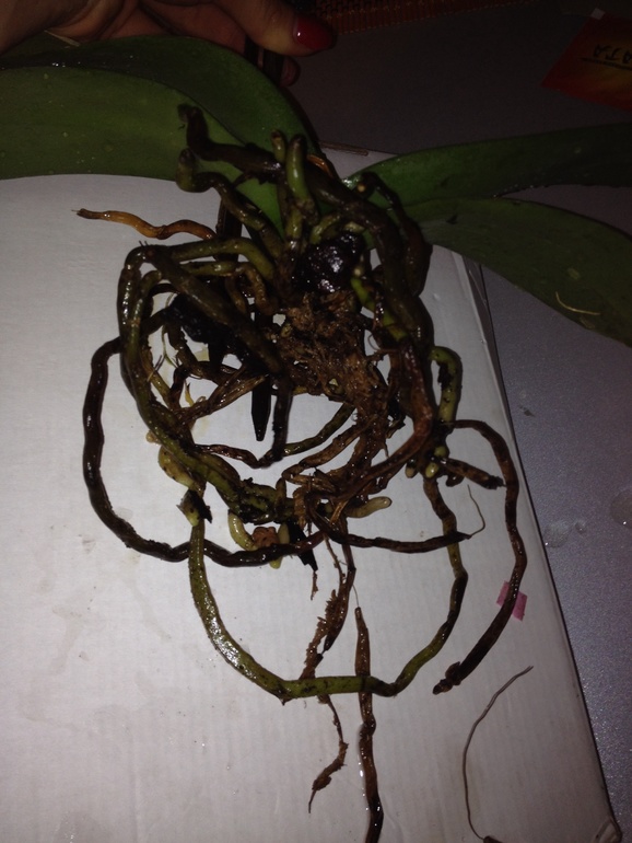 Помогите спасти мои цветочки!!!!!