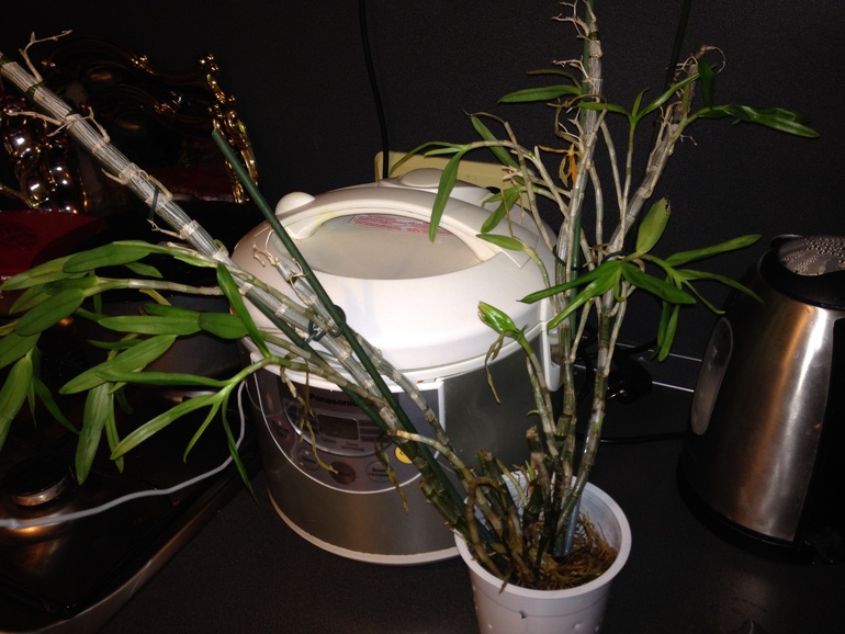 Помогите спасти мои цветочки!!!!!