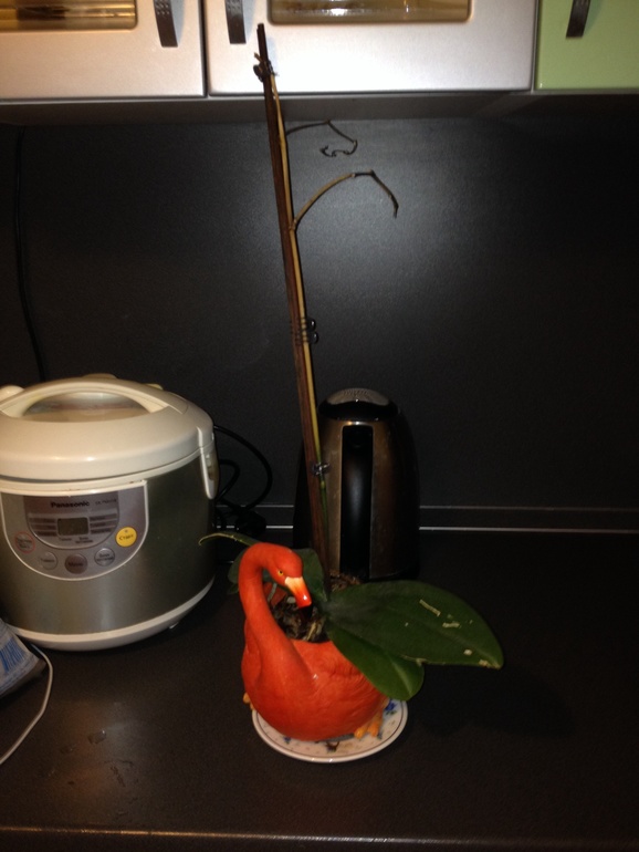 Помогите спасти мои цветочки!!!!!