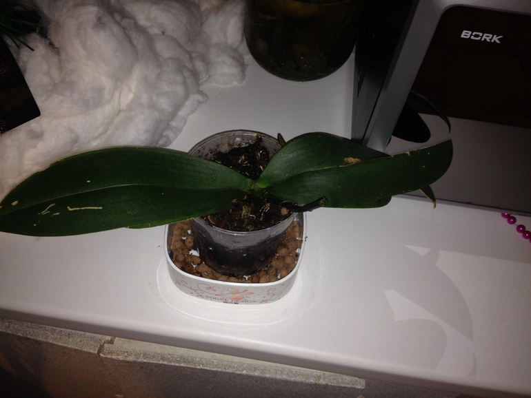 Помогите спасти мои цветочки!!!!!