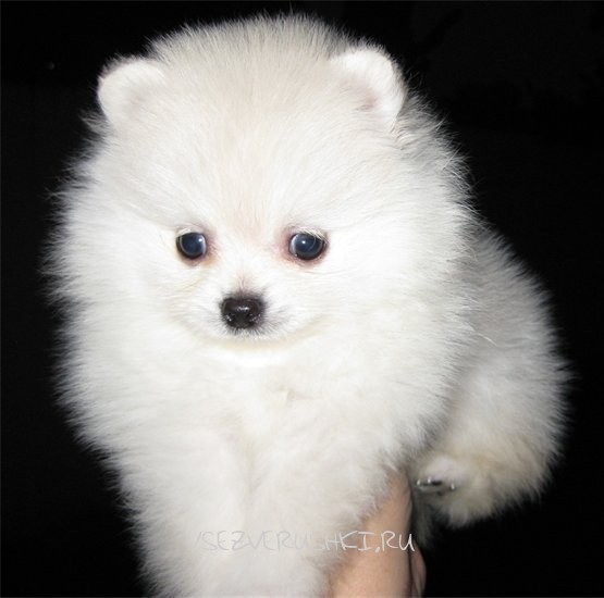Хочу карликового померанского шпица!!!