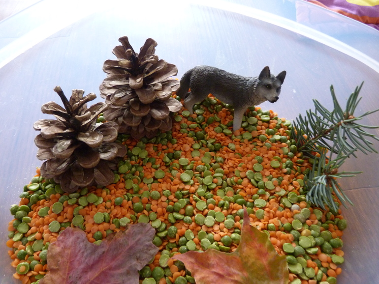 ТН Дикие животные. Волк