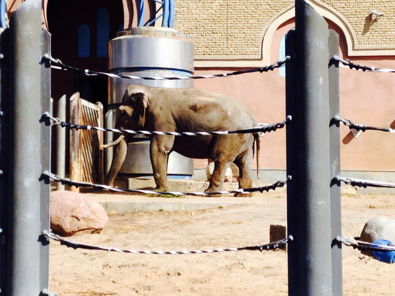 ЗООПАРК. Открытие сезона 2014.