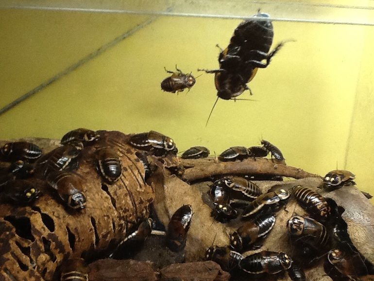 ВВЦ Дом  Бабочек 02.05.2014