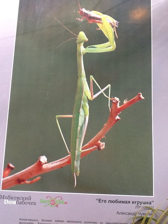 ВВЦ Дом Бабочек 02.05.2014