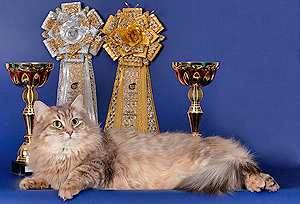 А у нас сегодня кошка родила вчера котят...