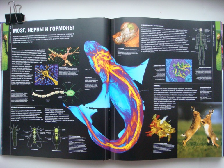 Животные. Большая иллюстрированная энциклопедия