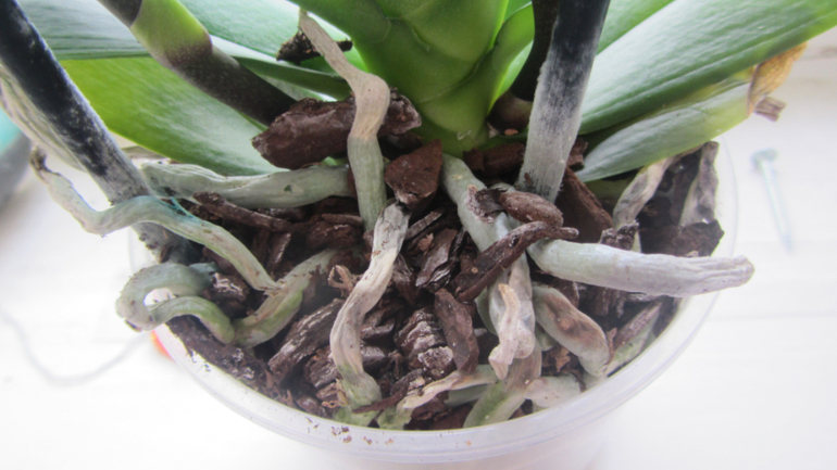 Помоги не загубить орхидею