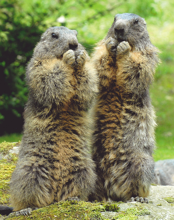 Французский в рамках ТН Зима