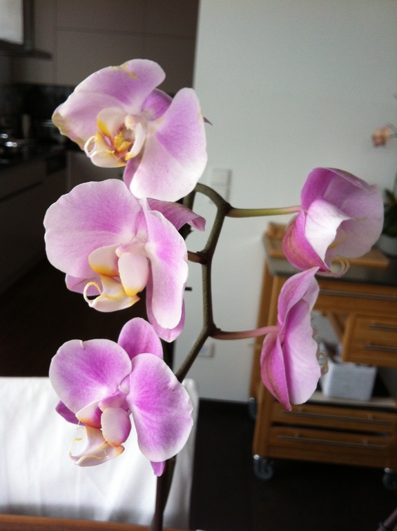 Мартовский профлэш