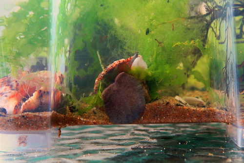 Море дома, или ахатины подождут...