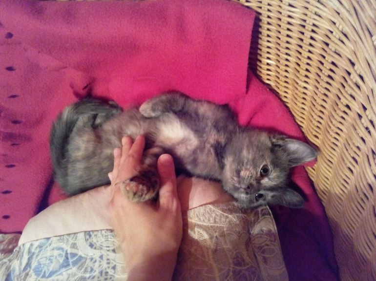 Как определить - кошка дворовая или породистая?