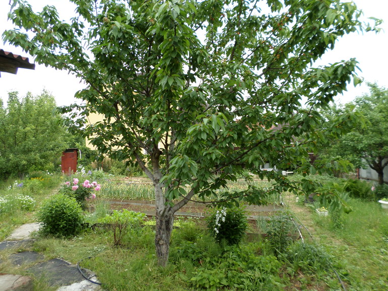 Продам участок с домом в Южном Бутово СНТ