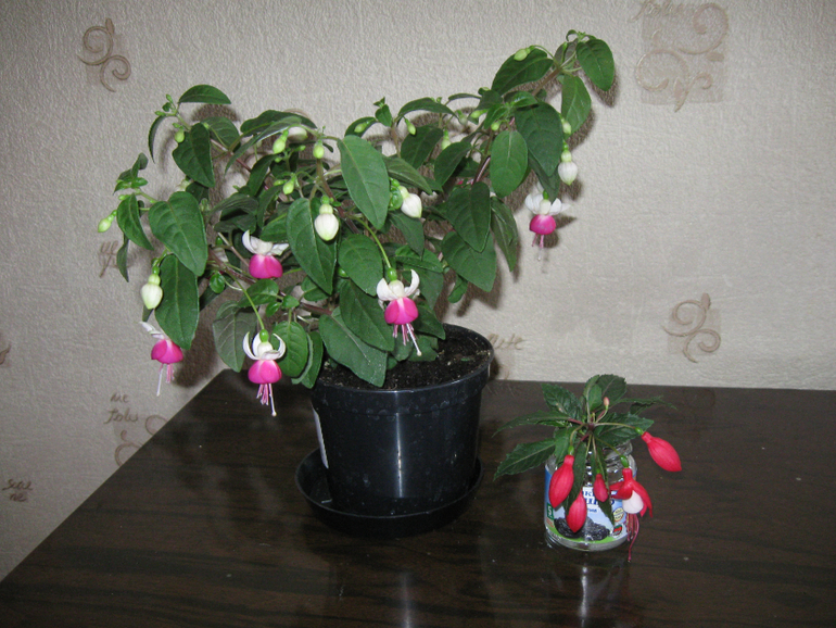 Мои новые жители