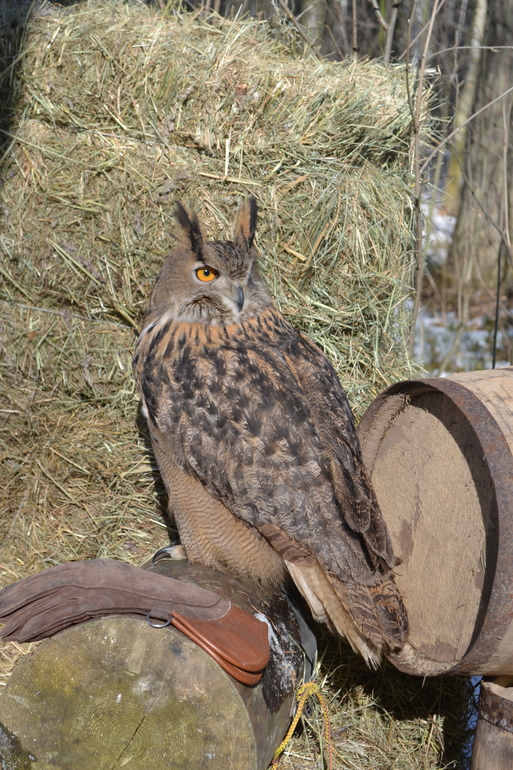 Масленница в зверинце на Поляне Невест, г.Ступино