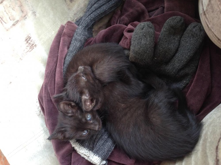 Шоколадки ждут своих хозяев