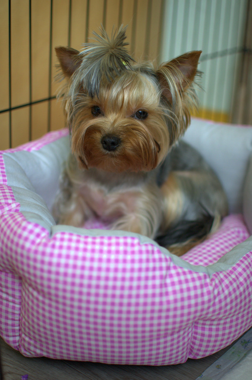 Сегодня нашей йорочке исполнился 1 годик!)))