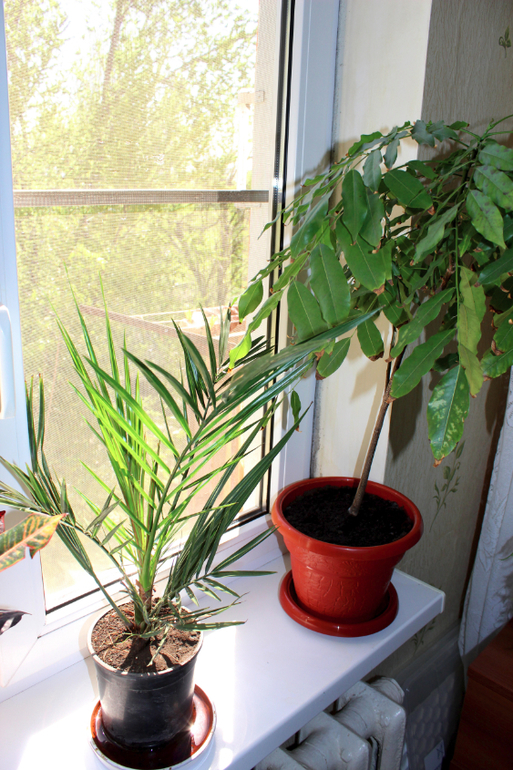 Эволюция продолжается)))