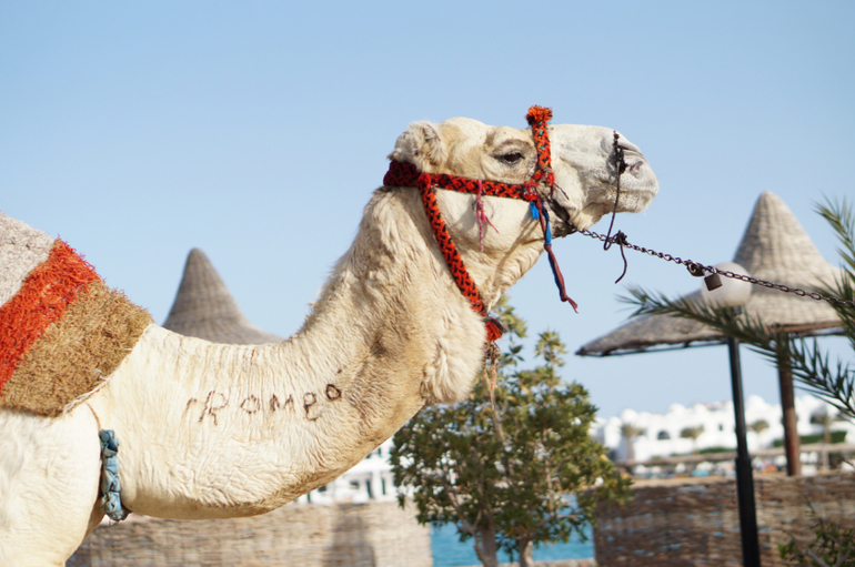 Весна в Хургаде