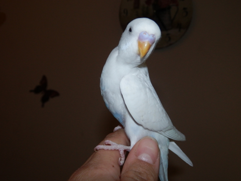 Мои сладкие малыши уже совсем большие, летают)