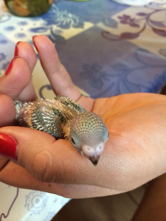 Расскажу и я о нашей семейке волнистиков))