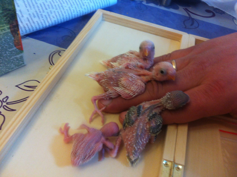 Расскажу и я о нашей семейке волнистиков))