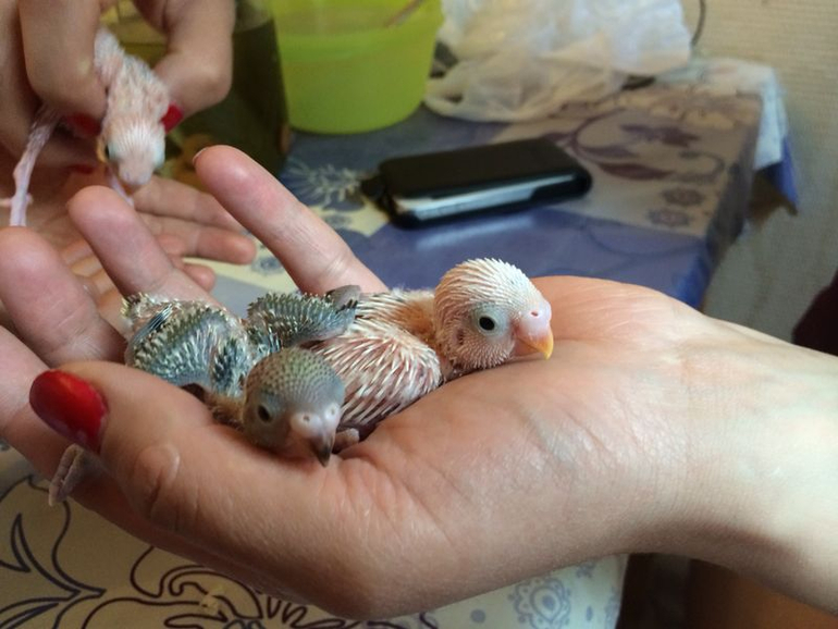 Расскажу и я о нашей семейке волнистиков))