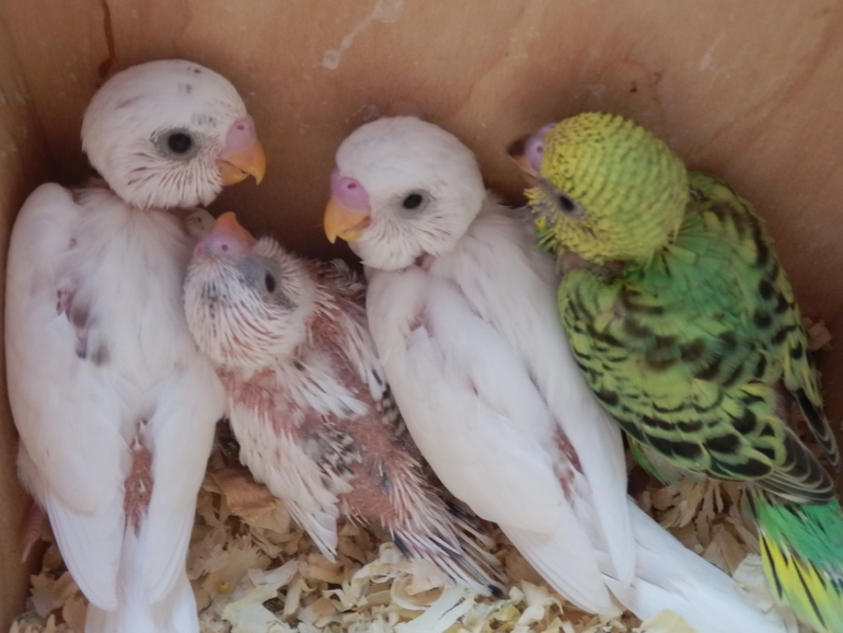 Вот и подросли наши малышаститки волнистики)