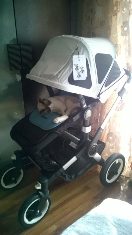 Один день с Bugaboo buffalo