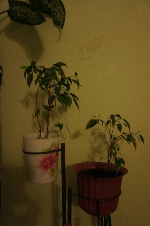 фикусы и не только